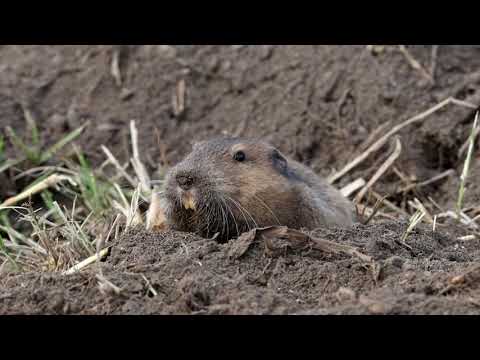 Gopher digging it