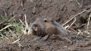 Gopher digging it