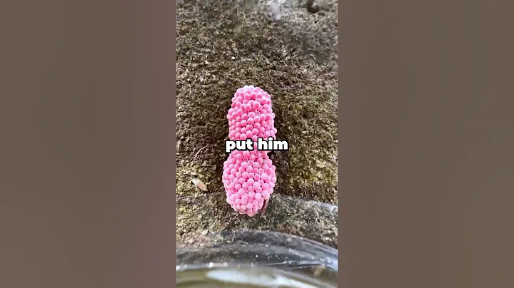 My older brother's wife said she'd force me to babysit their kids because being child-free is not...