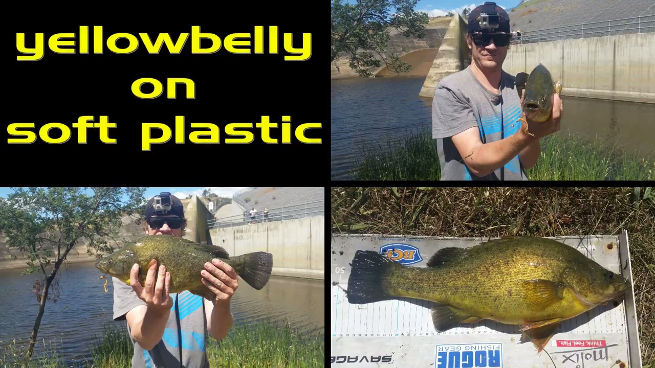 PB 48cm YELLOWBELLY on a SOFT PLASTIC !!! YouTube