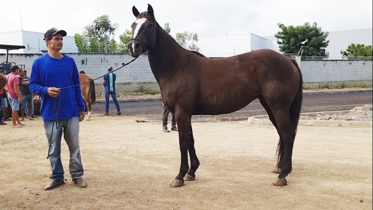 FEIRA DE CAVALOS EM CARUARU-PE    18-07-2023   #nordeste