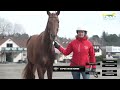 Super War Horse