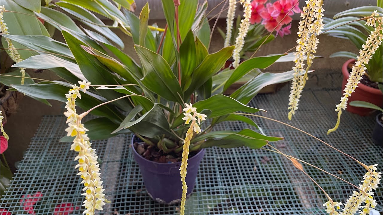 DENDROCHILUM Y MI PEQUEÑA ORQUIDEA PERFUME