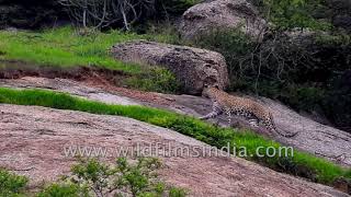 Leopard cub learns how to hunt from its mother | Leopard Behaviour