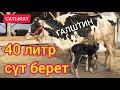 Бойлуу, Бооз ГАЛШТИН уйлары келген  |  Биринчиси ТУУДУ