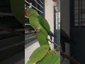 popu fun time 😃 #music #song #love #alexanderparrot #talkingparot #trend #viralvideo #challenge