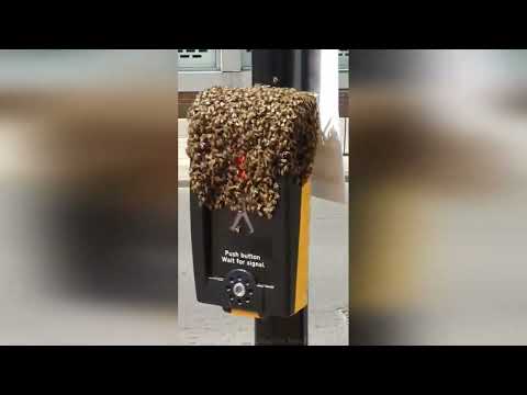 "Honey I can't get home" - Locals left stunned after swarm of bees invade traffic light crossing