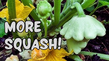 How to Hand Pollinate Squash Plants for Better Yields