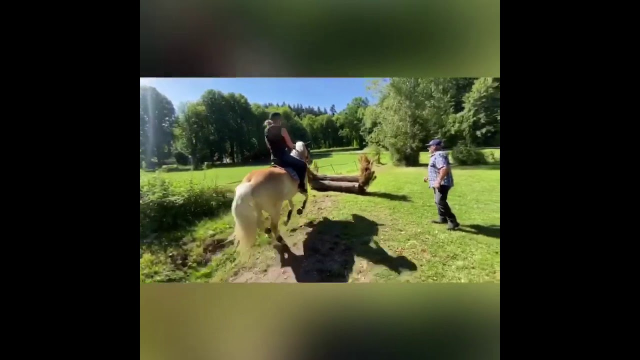 Das sind wir Haflingerliebe