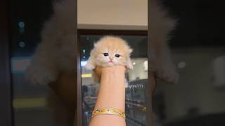 Kitten Attack