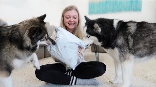 They are finally here!! by The Husky Fam 21,759 views 2 years ago 7 minutes, 44 seconds