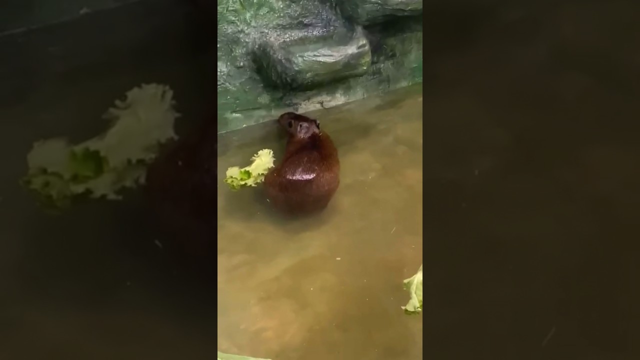 Скромная капибара появилась в зоопарке Екатеринбурга