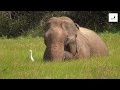 Elephant having a meal  elephant in a lake  animal planet  elephants
