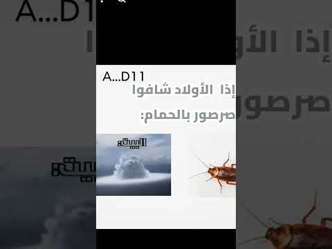 أخي لما يلقا صرصور