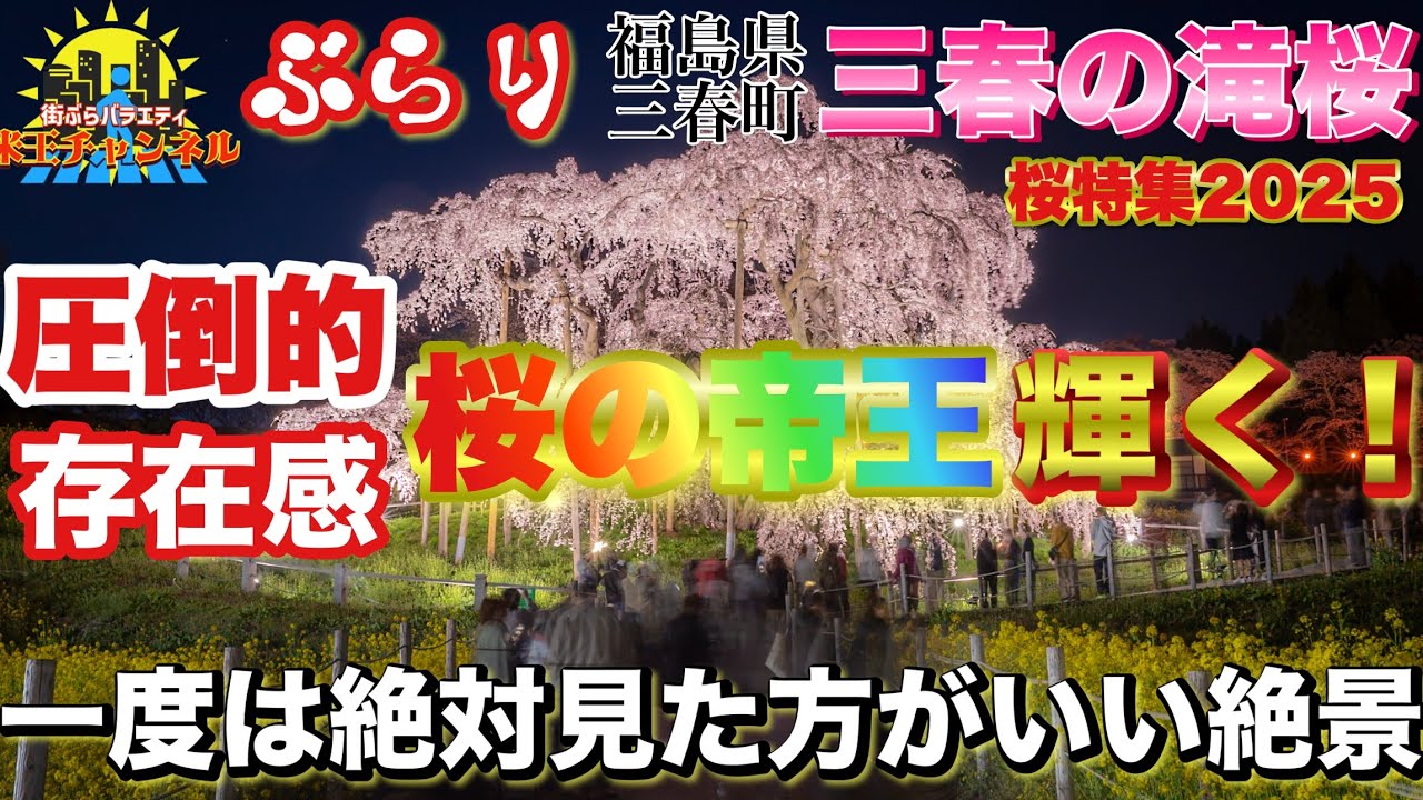 【ぶらり.桜.福島】ライトアップされた三春の滝桜は凄かった