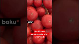 Bu Ölkənin Pomidorunda Virus Aşkarlandı Məhsulla Bağlı Qurum Təcili Hərəkətə Keçdi
