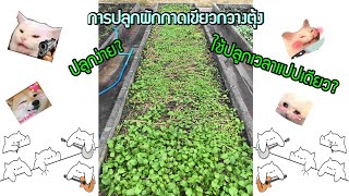 การปลูกผักกาดเขียวกวางตุ้ง​