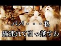 なんの迷いもない【パパ、私、猫連れて引っ越すわ】ノルウェージャンフォレストキャット