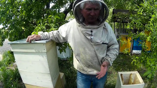 Эффективный Украинский Улей Василия Приятеленко, Киев, Украина