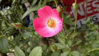 Pink Pitimini Rose Im Mamas Little Garden.