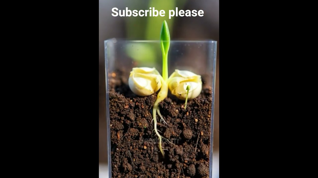 timelapse of rose from seed 