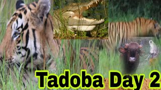 Tadoba jungle Safari | A date with almost all the animals  | Khutwanda gate| Hindi vlog|