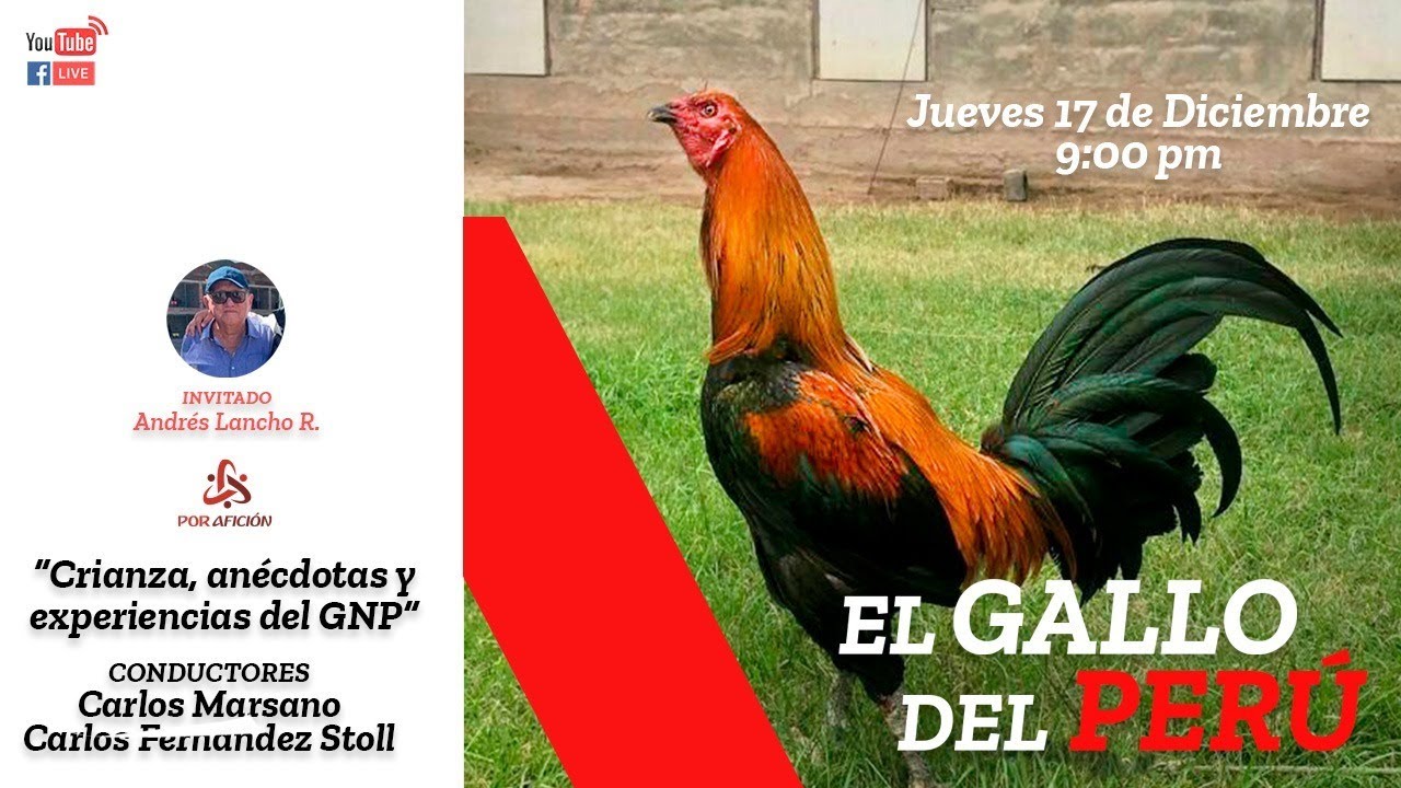 Crianza, anécdotas, experiencias en la crianza del Gallo Navajero Peruano | El Gallo del Perú