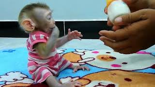 Baby Monkey Family Morning Routine
