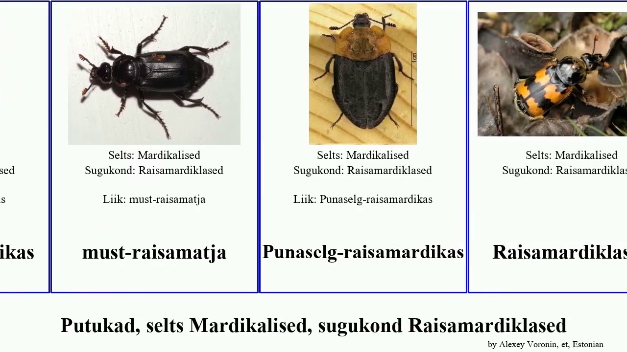 Garfield porno filmlarini tomosha qiling Katta mushuklar va siklar