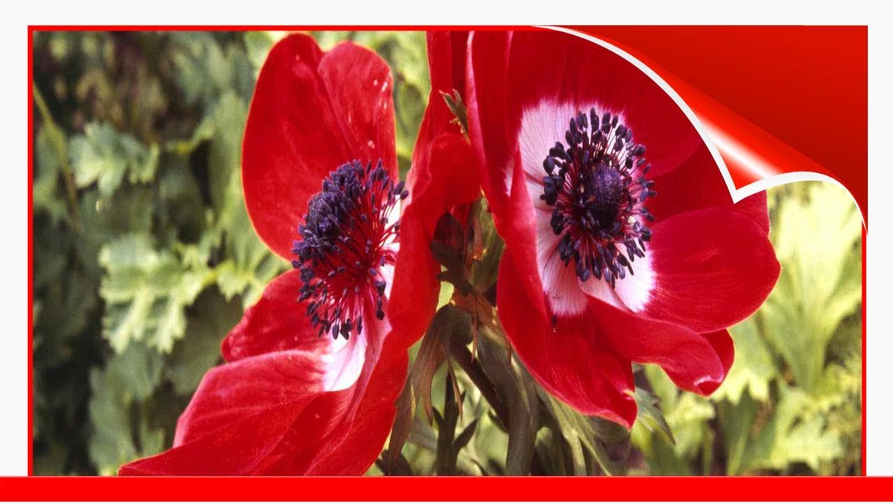 14 Varieties Of Beautiful Anemone Flowers 🛋️ - YouTube