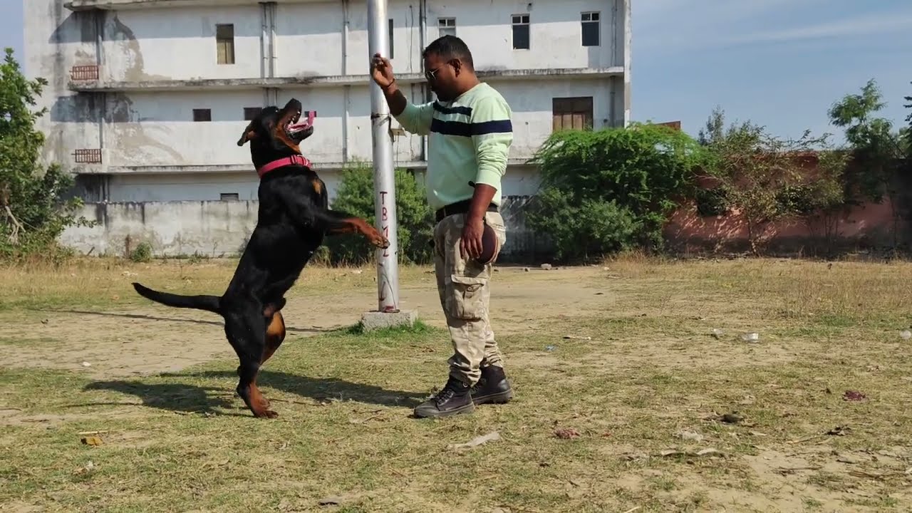 Fully Control Rottweiler Dog Basic Training 