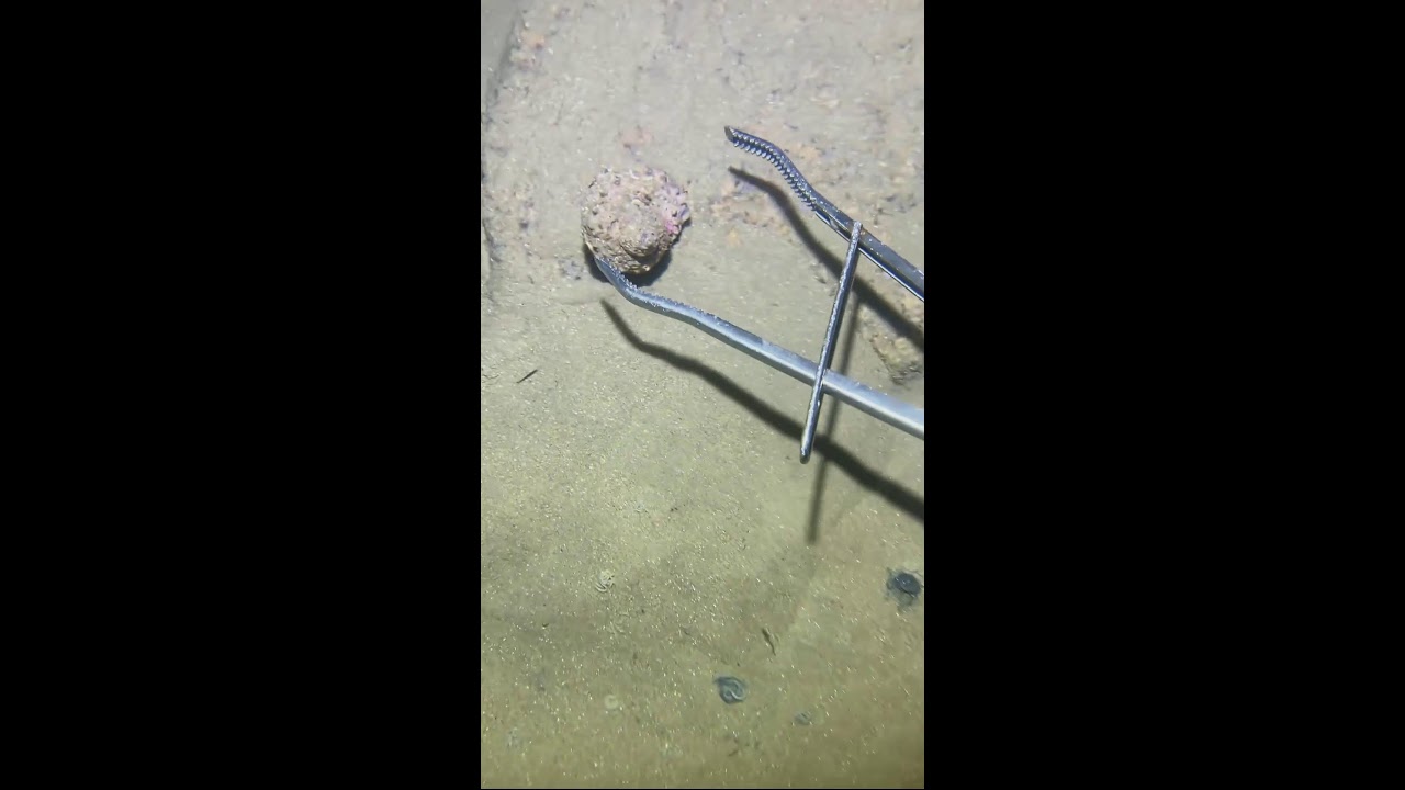 Underwater Hunting Challenge | 水中ハンティングチャレンジ | 2026-01-19 