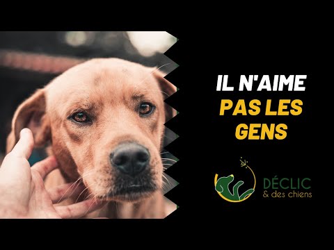Vidéo: Comment faire de votre chien moins peur des coups
