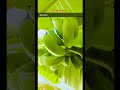 Fruits Banana Blossoming #shorts #fruitslovers #fruits #banana