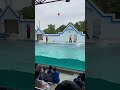 dolphin jump🐬#イルカ #shorts #しながわ水族館
