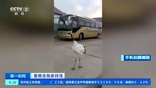 [第一时间]聚焦生物多样性 黑龙江齐齐哈尔：丹顶鹤“猛敲”车门 人与鹤和谐相处| 财经风云