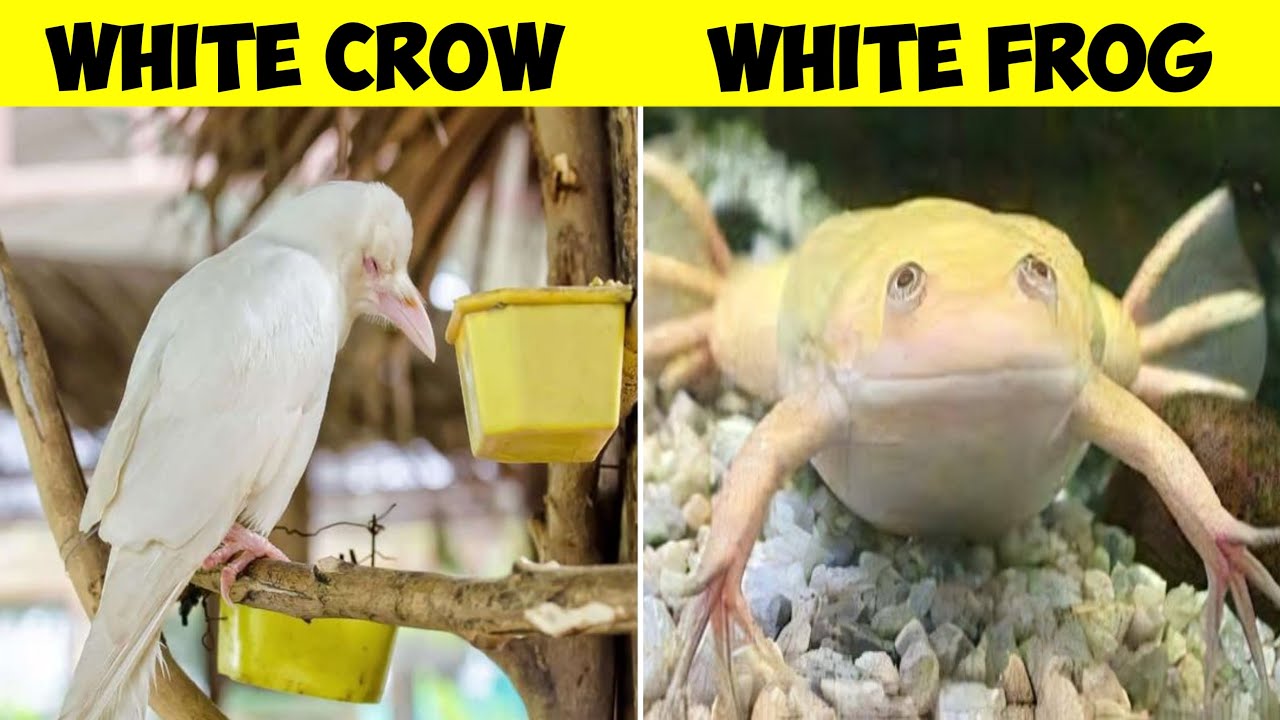 Most Rare White Animals In The World | Brian Insight