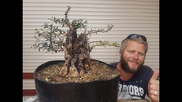 Drastic carving on big old sheep eaten olive stump for bonsai, Aussie bonsai bloke