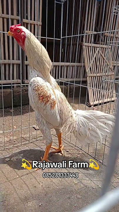Ayam PLAKER X BK