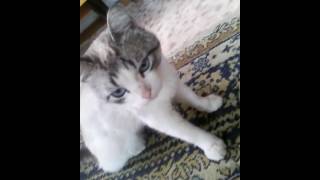 кошак слушает мяуканье и странно себя ведет котик кошак слушает мяуканье и странно себя ведет котик