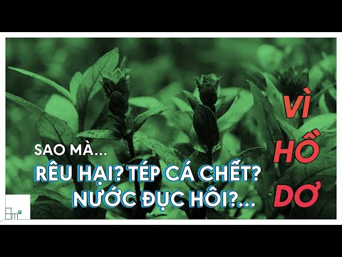 Video 5 Lí Do Rất Cơ Bản Khiến Hồ Thủy Sinh Bị Dơ - 8m2 - youtube