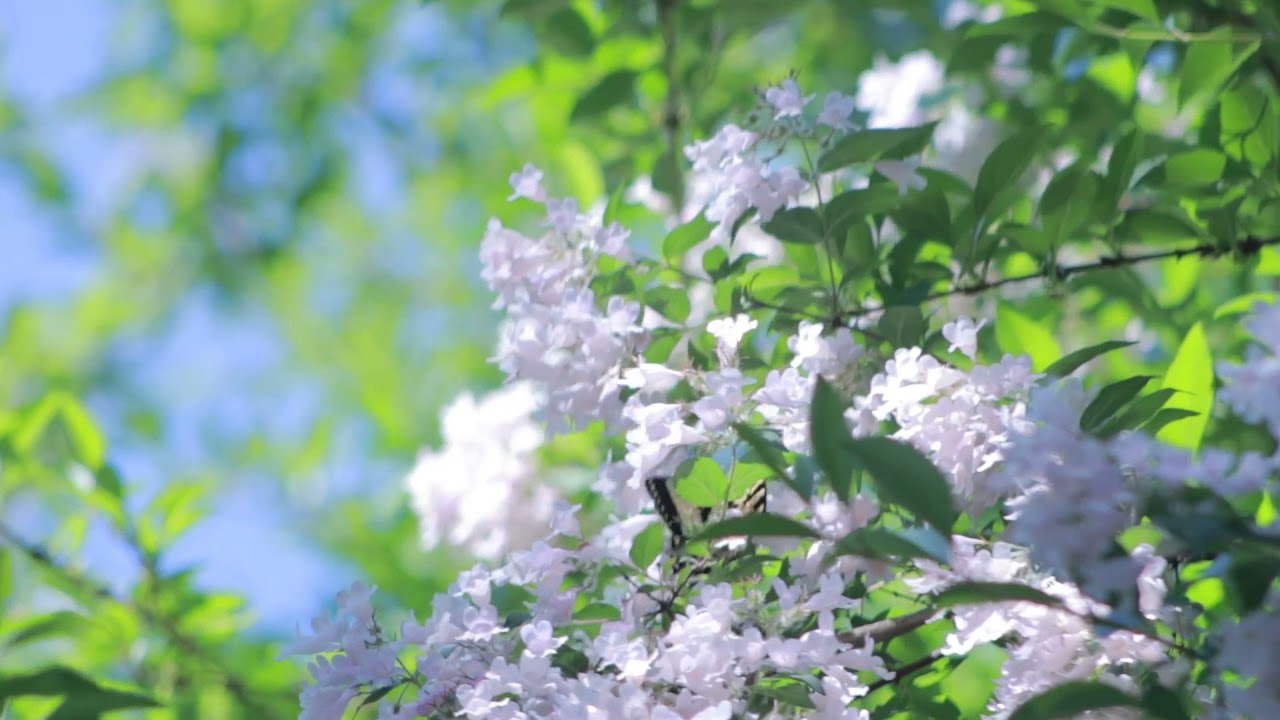 Relaxing breezing forest with bug noises | Sit and relax during afternoon