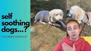 Beginning to Understand Calming Signals in Dogs #dogtraining #animalbehavior #dog #animalwelfare