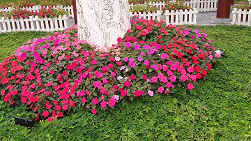 Cách tạo cảnh quan tuyệt đẹp với cây hoa ngọc thảo (Phần 1)