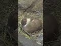 Some sleep stoats