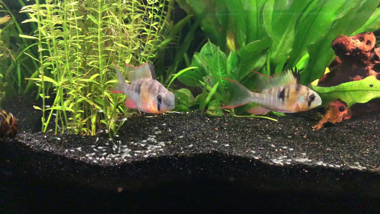 Ramfry Bolivian Ram Fry - Dwarf Cichlid Babies - YouTube