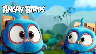 Angry Birds Nature Compilation | All the beautiful natural scenes 🌻🌿