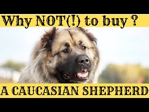 Why you SHOULD NOT (!) BUY a Caucasian Shepherd Dog - if You are a novice dog owner!