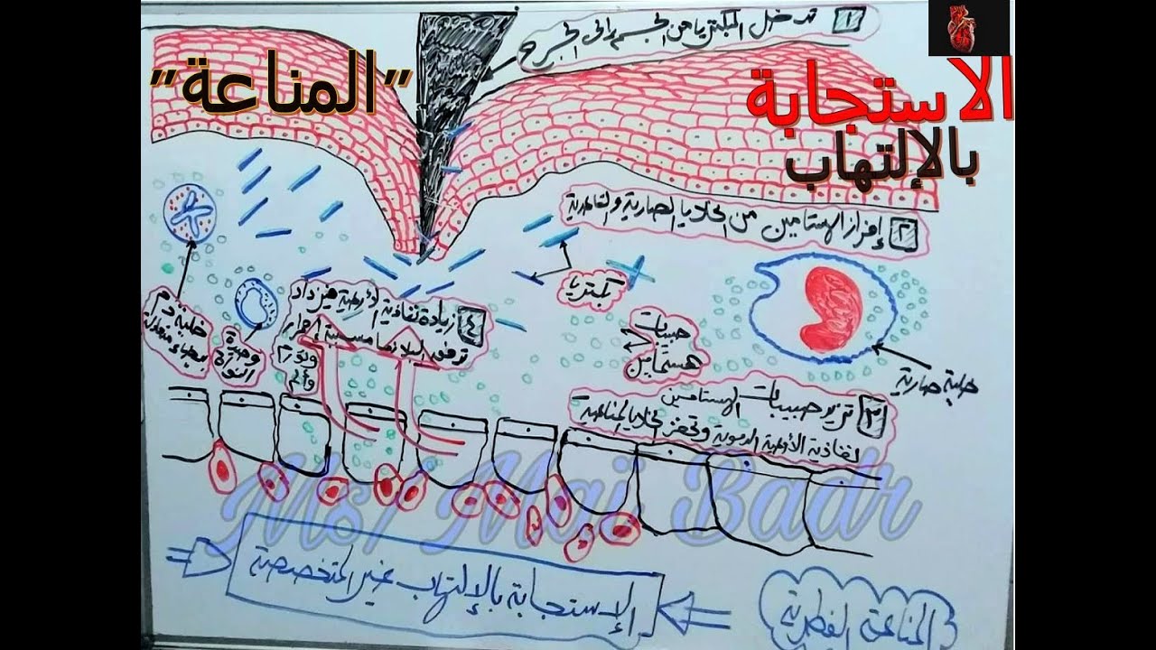 شرح المناعة الفطرية في الإنسان (خط الدفاع الثاني) (الإستجابة بالإلتهاب) للصف الثالث الثانوي