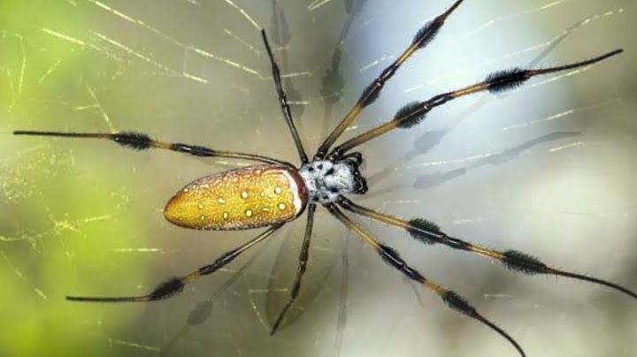 What is a banana spider look like